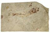 Cretaceous Fossil Fish - Lebanon #251397-1